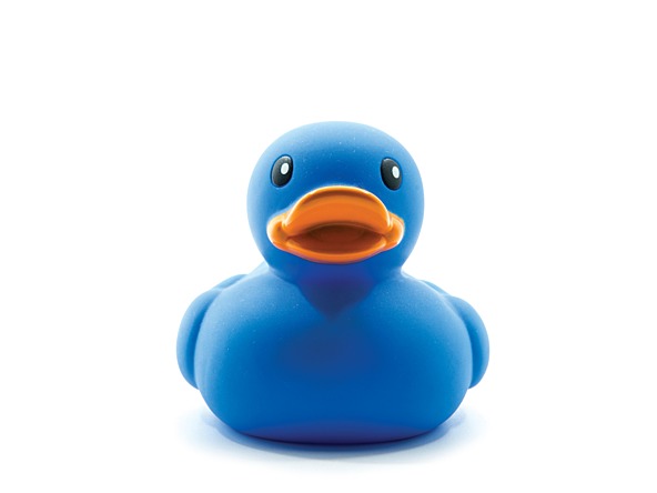 Blue-duck